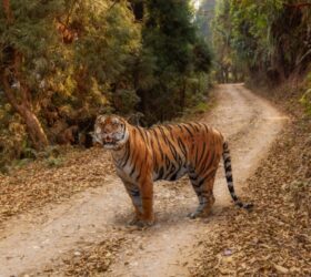 best tiger safaris in india